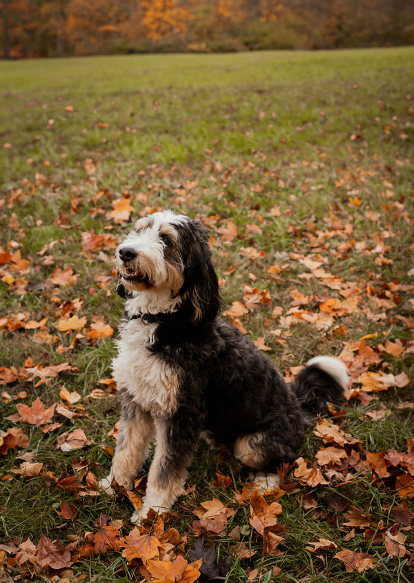 Booker the Bernedoodle